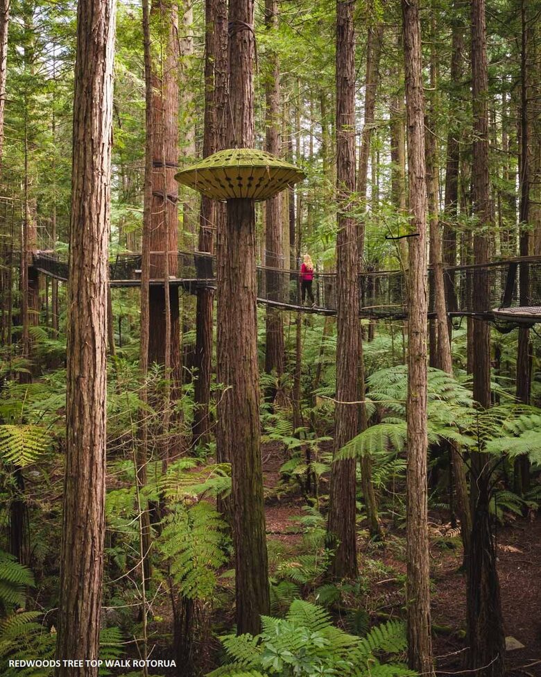 REDWOOD TREE TOP WALK