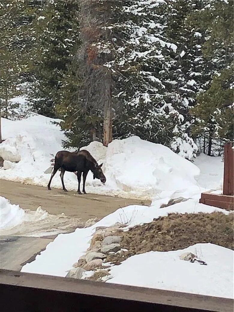 Neighborhood wildlife viewing