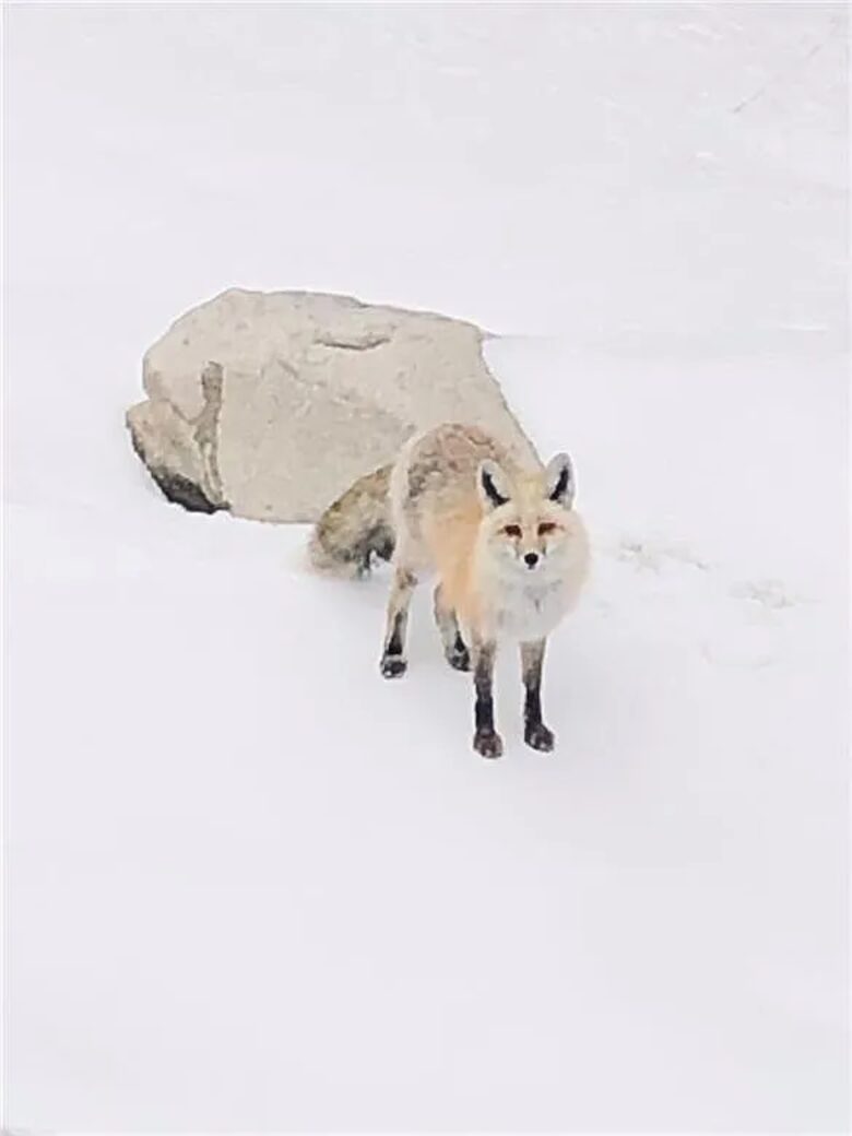 Neighborhood fox