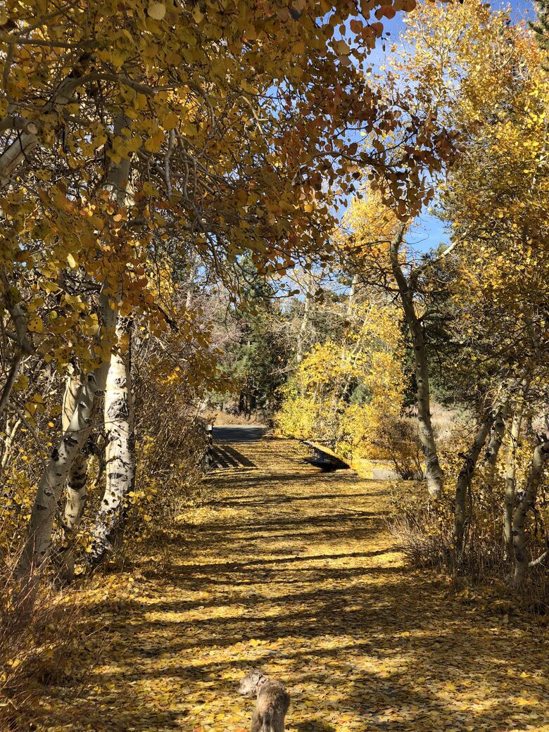 High-End Comfort Steps from the Lifts - Mammoth Lakes, California