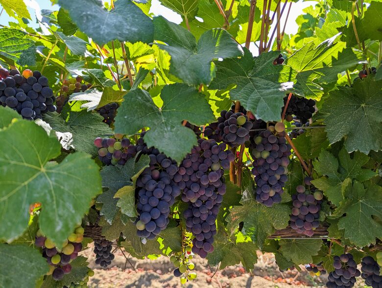 Charming Farmhouse on 30 Acre Vineyard - Healdsburg, California