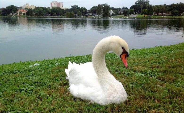 Historic Charm in the Heart of Lakeland - Lakeland, Florida