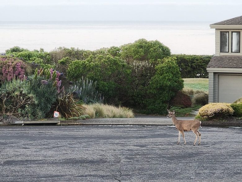 A Coastal Escape with Sweeping Ocean Views - Bodega Bay, California