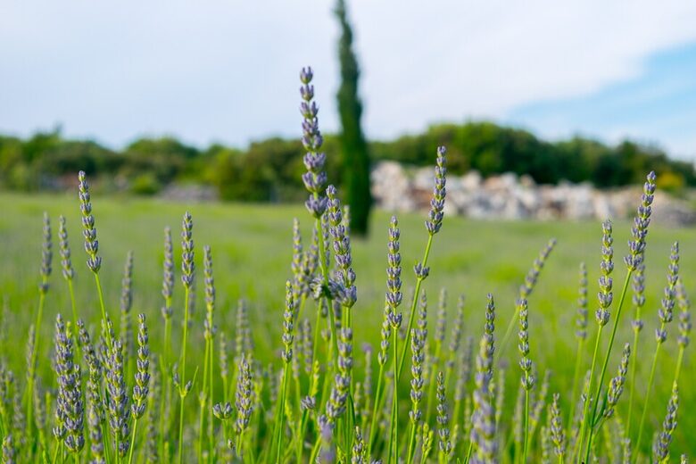 Lavender-Framed Luxury Villa with Panoramic Sea Views - Gromin Dolac, Jelsa, Croatia