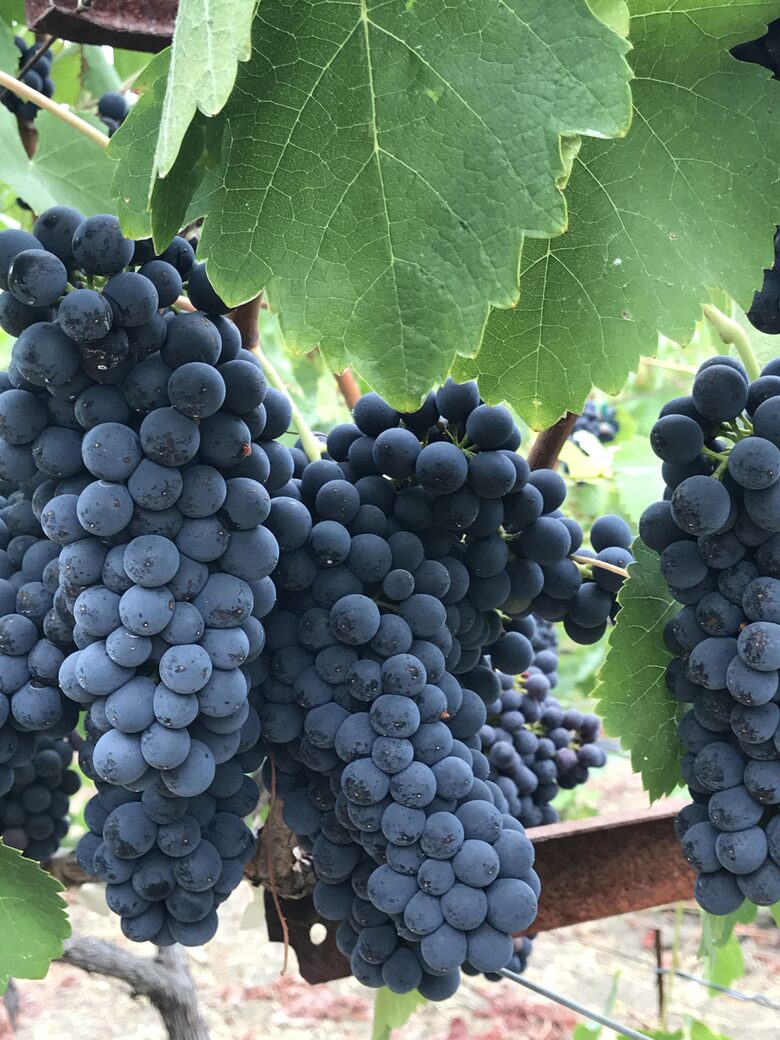 Napa Valley Escape in the Vineyards - Napa, California