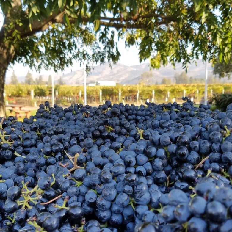 Napa Valley Escape in the Vineyards - Napa, California