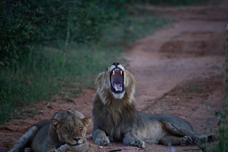 Lubbesrust Boutique Lodge - Tuli Block, Botswana