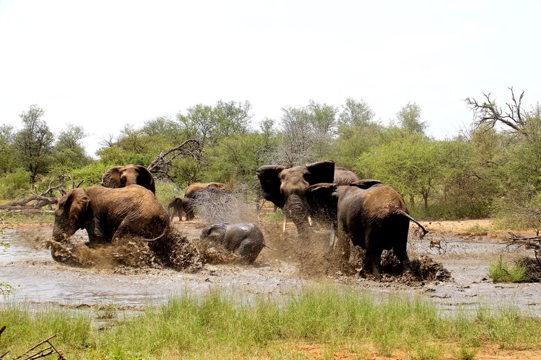 Lubbesrust Boutique Lodge - Tuli Block, Botswana