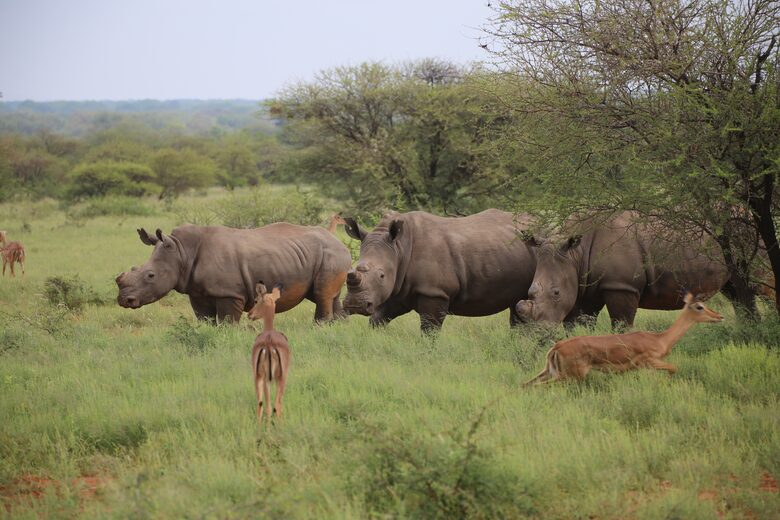 Lubbesrust Boutique Lodge - Tuli Block, Botswana