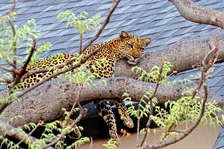 Lubbesrust Boutique Lodge - Tuli Block, Botswana