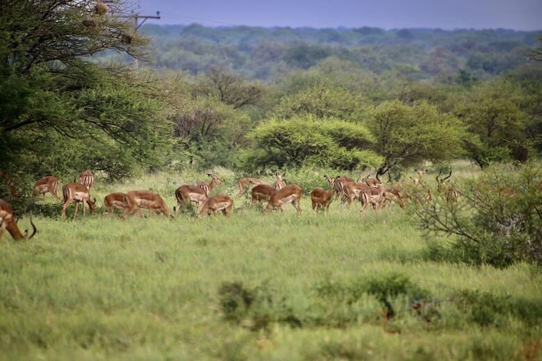 Lubbesrust Boutique Lodge - Tuli Block, Botswana