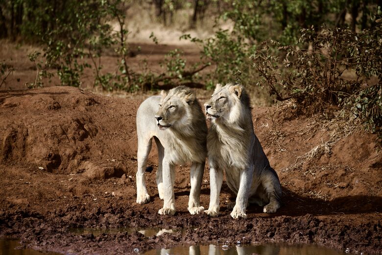 Lubbesrust Boutique Lodge - Tuli Block, Botswana