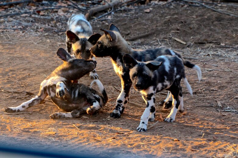 Lubbesrust Boutique Lodge - Tuli Block, Botswana