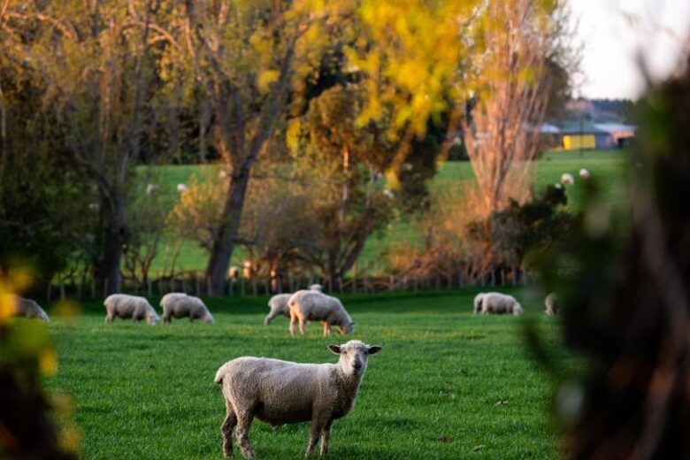 Timeless Elegance in the Manawatū Countryside - Feilding, New Zealand