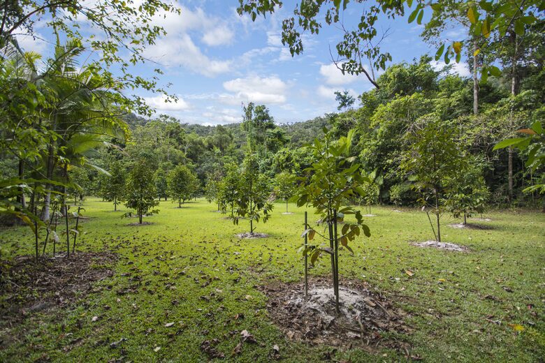 Villa Zena | Elegant Colonial-Style Escape Surrounded by Rainforest - Cape Tribulation, Australia