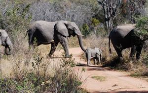 Big Five Game Lodge Tsheshepe - Vaalwater, South Africa