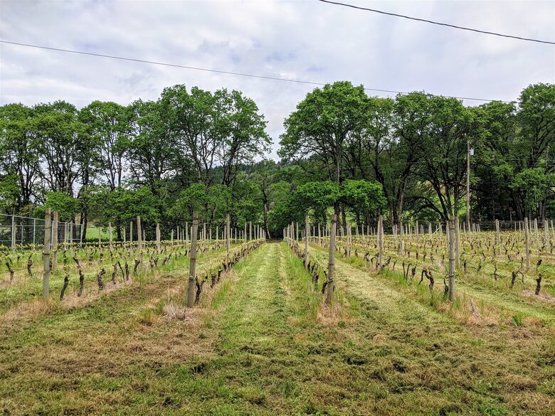 Modern Comfort Meets Vintage Charm in Oregon Wine Country - Newberg, Oregon