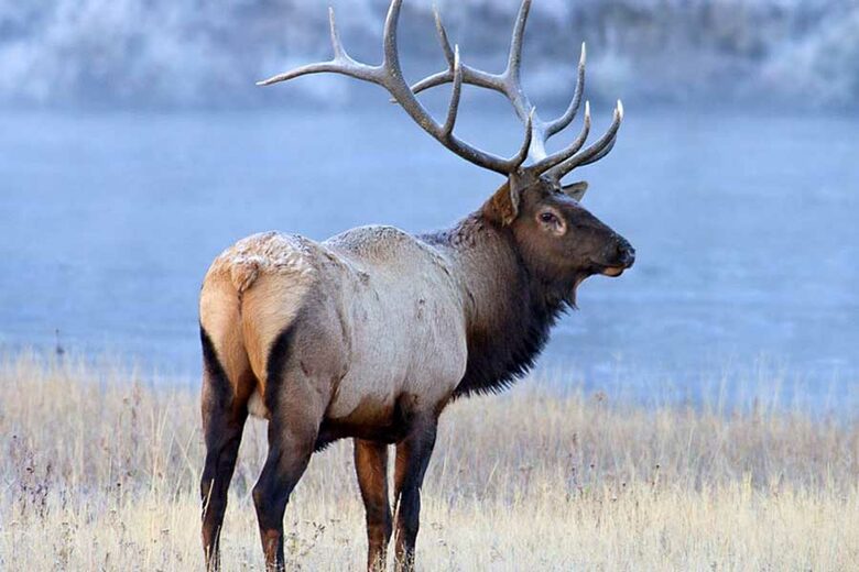 Peaceful Montana Getaway on the Famous Big Hole River - Butte, Montana