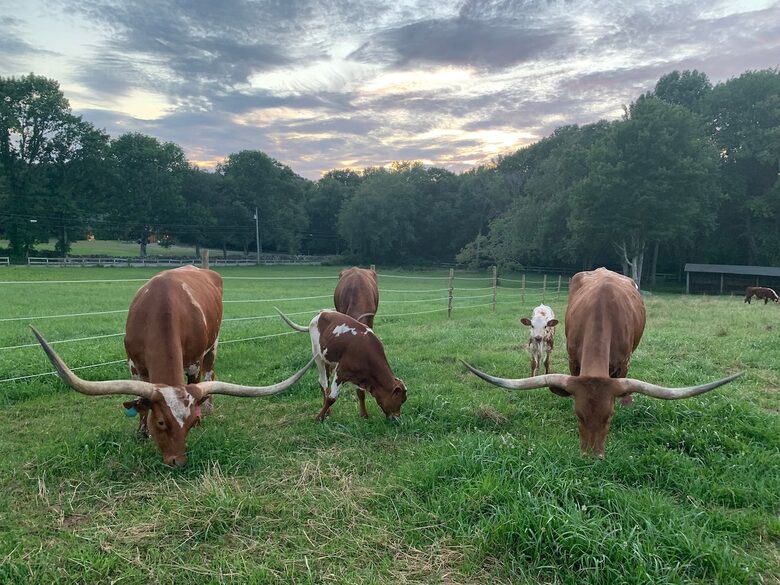 Historic Farm Stay with Forest Trails & Pasture Views - North Stonington, Connecticut