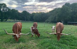 Historic Farm Stay with Forest Trails & Pasture Views - North Stonington, Connecticut