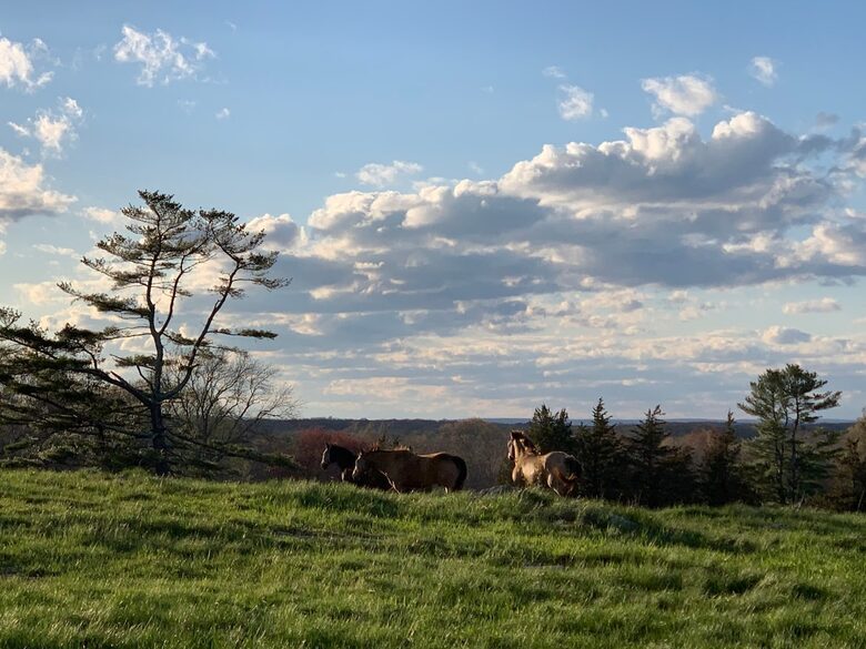 Historic Farm Stay with Forest Trails & Pasture Views - North Stonington, Connecticut