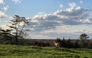 Historic Farm Stay with Forest Trails & Pasture Views - North Stonington, Connecticut