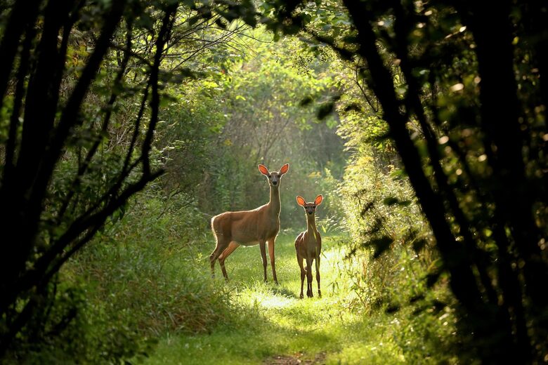 Historic Farm Stay with Forest Trails & Pasture Views - North Stonington, Connecticut