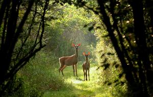 Historic Farm Stay with Forest Trails & Pasture Views - North Stonington, Connecticut
