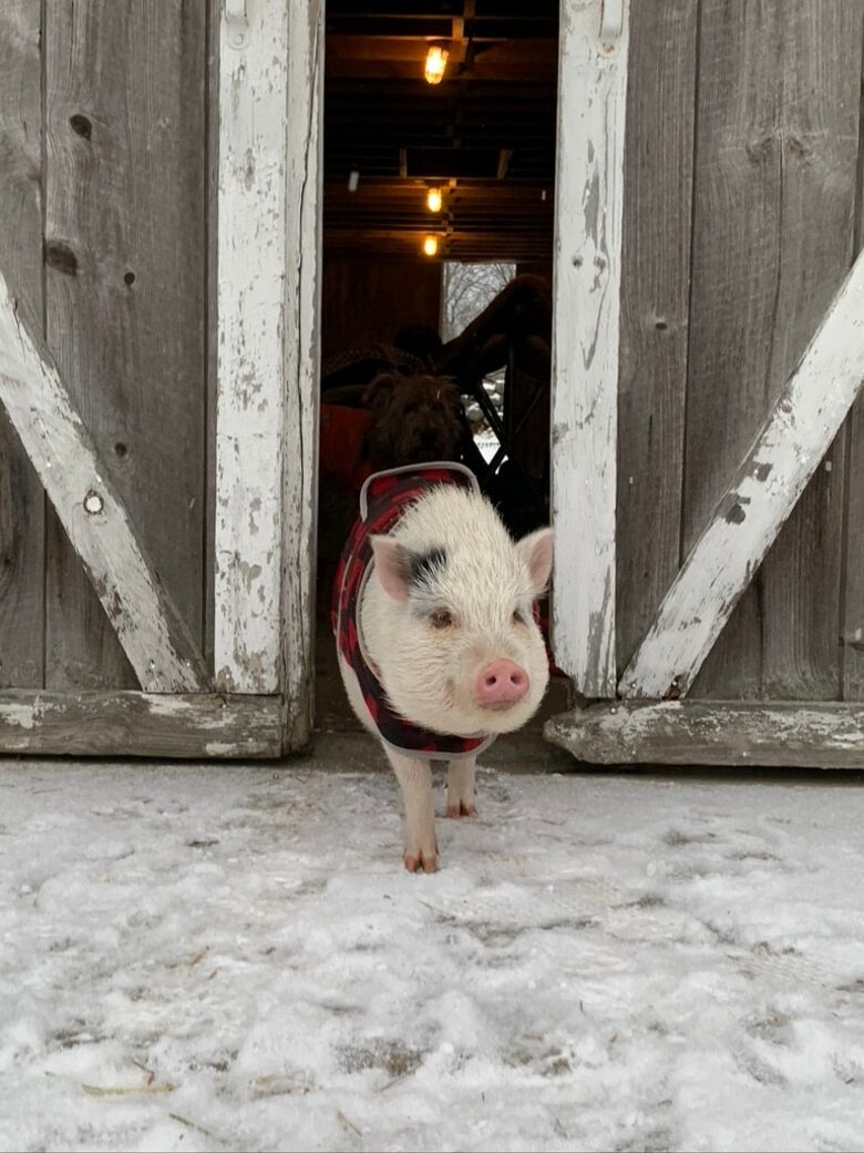 Historic Farm Stay with Forest Trails & Pasture Views - North Stonington, Connecticut