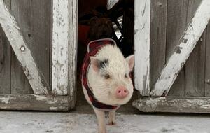 Historic Farm Stay with Forest Trails & Pasture Views - North Stonington, Connecticut