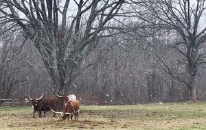 Historic Farm Stay with Forest Trails & Pasture Views - North Stonington, Connecticut