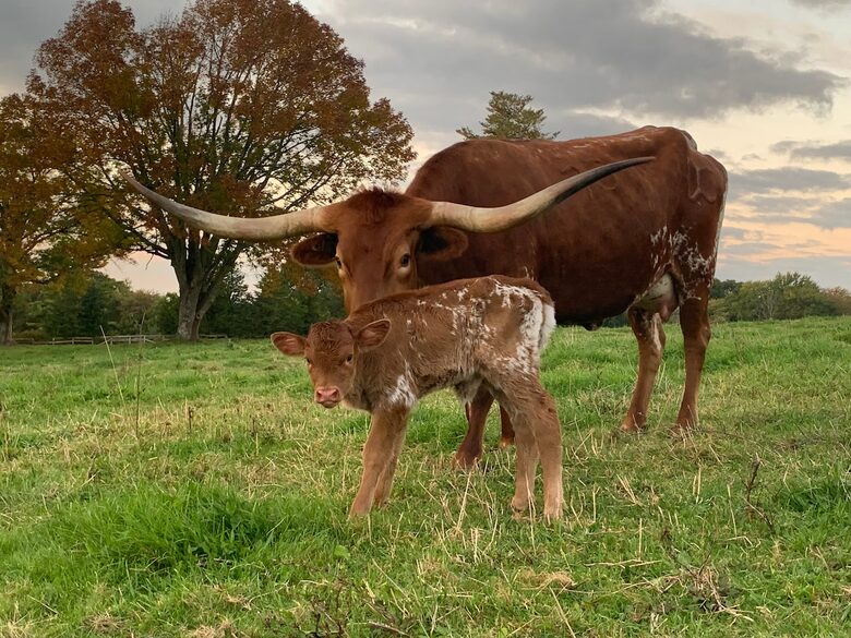 Historic Farm Stay with Forest Trails & Pasture Views - North Stonington, Connecticut