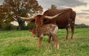 Historic Farm Stay with Forest Trails & Pasture Views - North Stonington, Connecticut