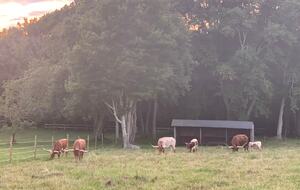 Historic Farm Stay with Forest Trails & Pasture Views - North Stonington, Connecticut