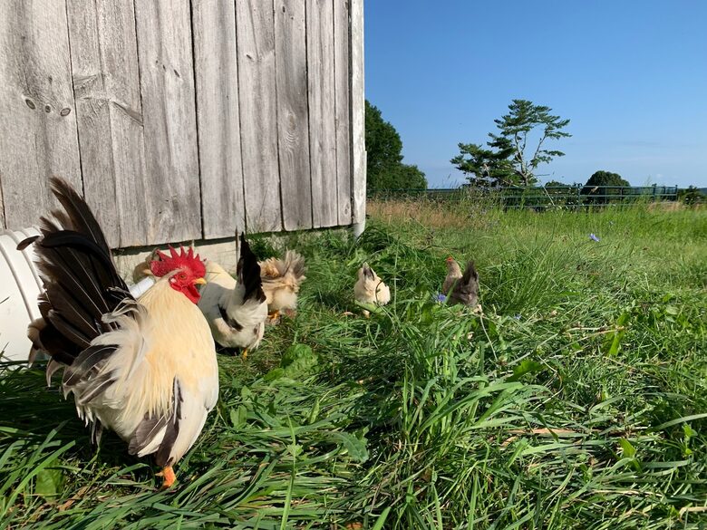 Historic Farm Stay with Forest Trails & Pasture Views - North Stonington, Connecticut