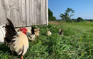 Historic Farm Stay with Forest Trails & Pasture Views - North Stonington, Connecticut