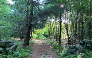 Historic Farm Stay with Forest Trails & Pasture Views - North Stonington, Connecticut