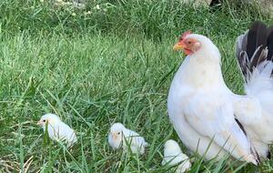 Historic Farm Stay with Forest Trails & Pasture Views - North Stonington, Connecticut