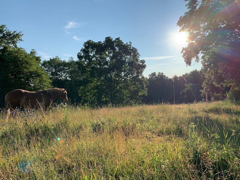 Historic Farm Stay with Forest Trails & Pasture Views - North Stonington, Connecticut