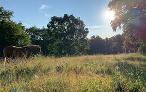 Historic Farm Stay with Forest Trails & Pasture Views - North Stonington, Connecticut