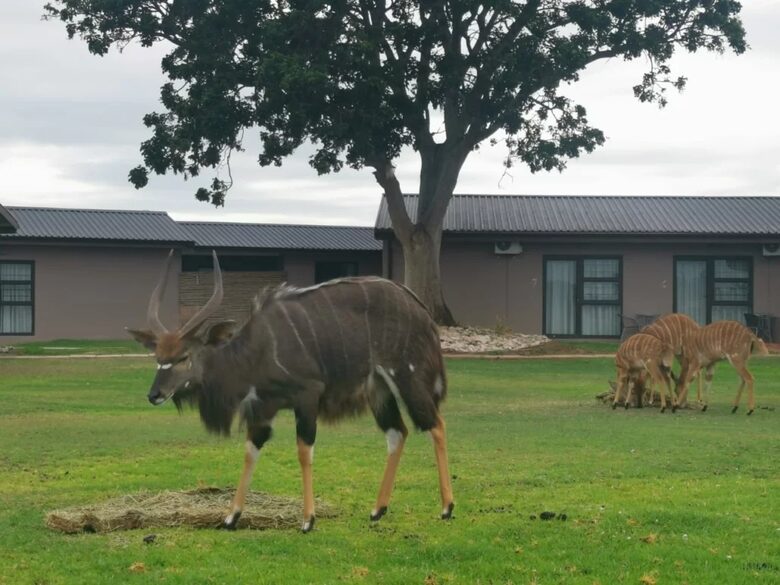 Exclusive Off-Grid Lodge Near Addo National Park - Addo, South Africa