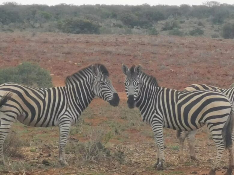 Exclusive Off-Grid Lodge Near Addo National Park - Addo, South Africa