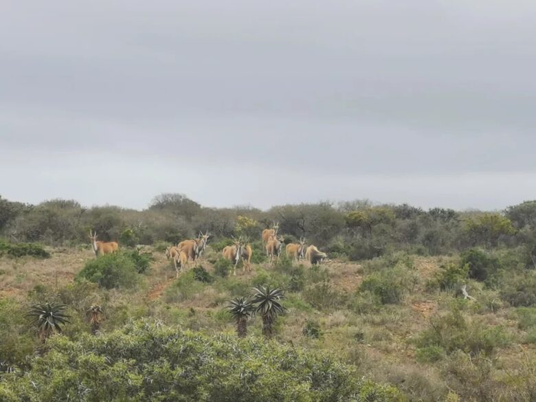 Exclusive Off-Grid Lodge Near Addo National Park - Addo, South Africa