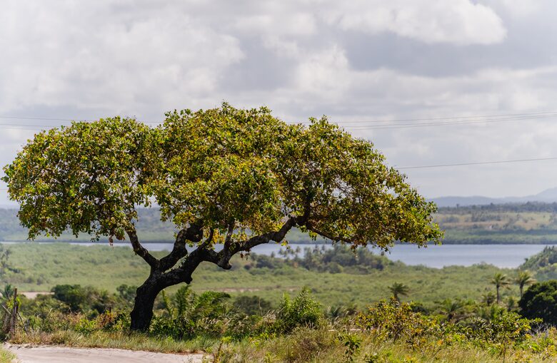 A Private Paradise Overlooking Camamu Bay - Marau, Brazil
