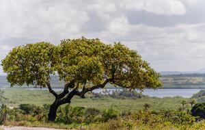 A Private Paradise Overlooking Camamu Bay - Marau, Brazil