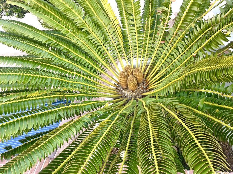Large Cycade in the garden - they love the Cape Town climate