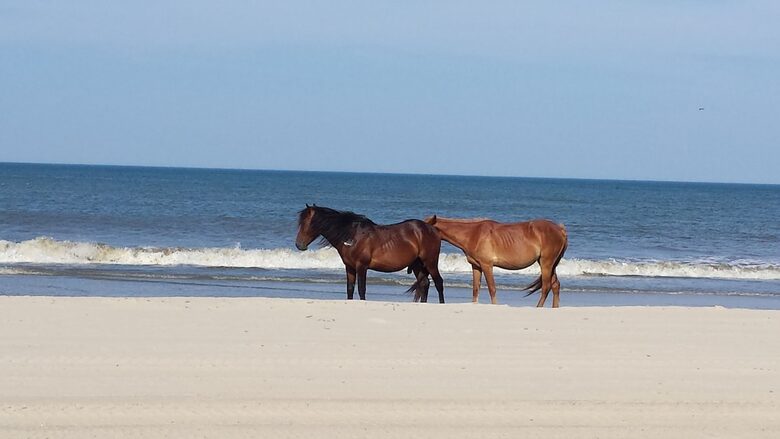 Ocean Views and Wild Horses | A Secluded Corolla Retreat - Corolla, North Carolina