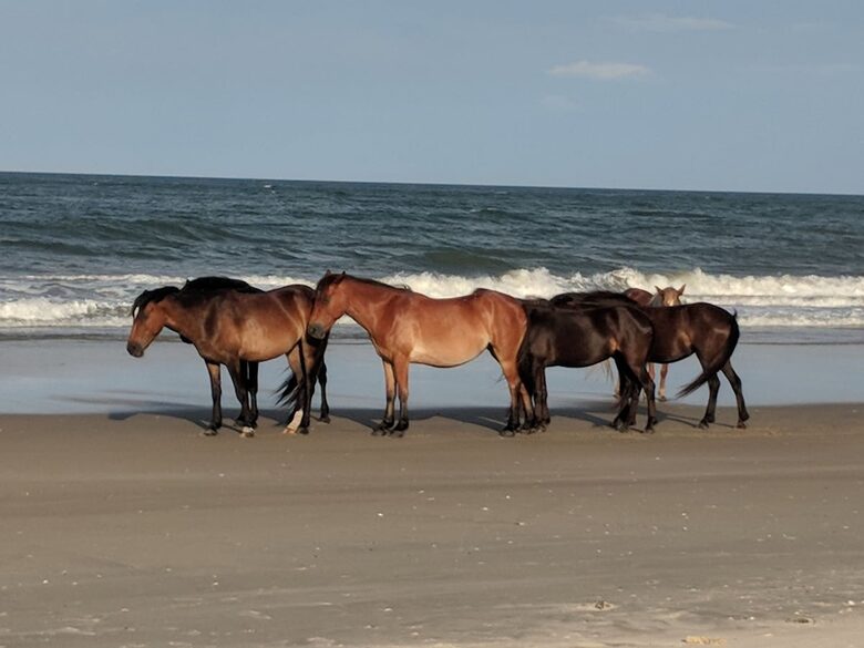 Ocean Views and Wild Horses | A Secluded Corolla Retreat - Corolla, North Carolina