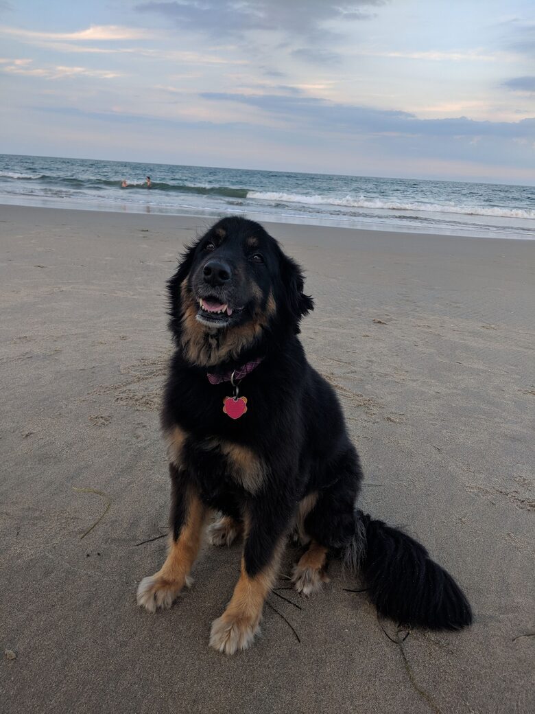 Ocean Views and Wild Horses | A Secluded Corolla Retreat - Corolla, North Carolina