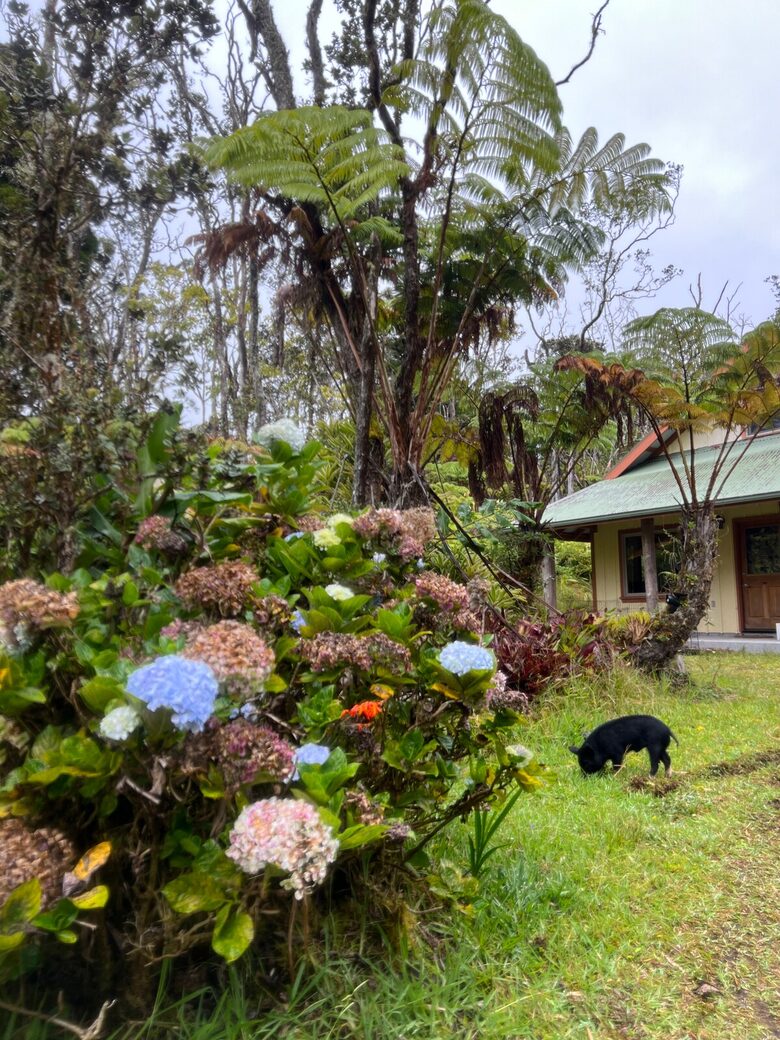 Rainforest Haven Near Volcano National Park - Volcano, Hawaii